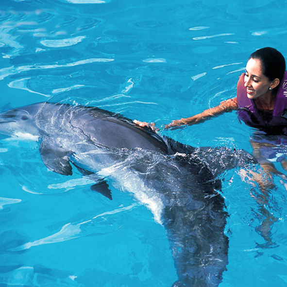 Nado con Delfines en Cancun